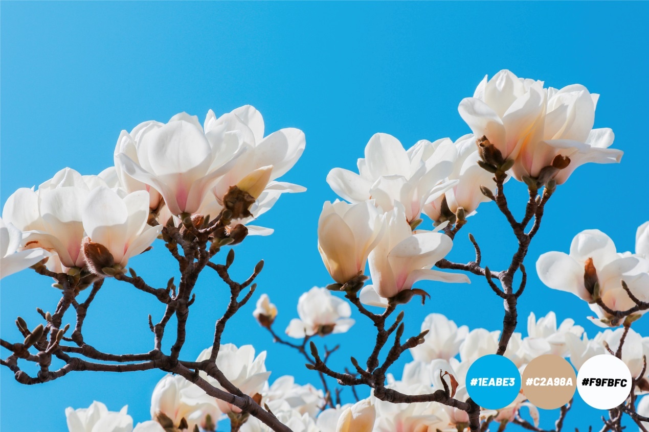 Spring is coming，燕大为你试色限定春...