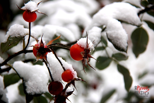 印象燕大 • 燕园初雪（组图）