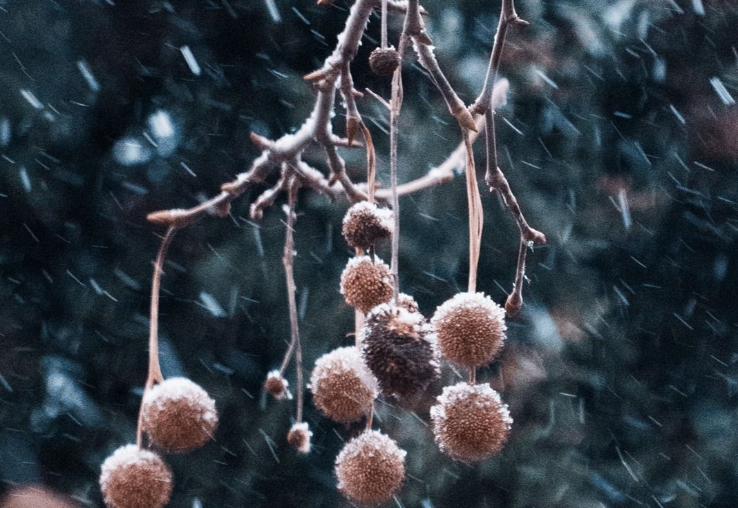 收藏燕园四季：2026 日历上线