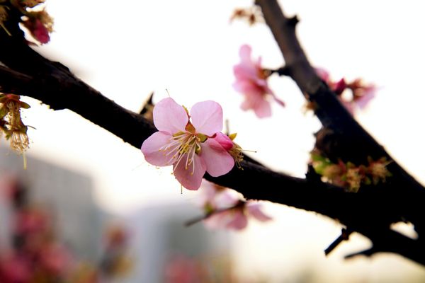 燕大的春天——流连的暖色（组图）