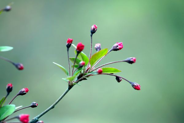 春意闹枝头之一（组图）