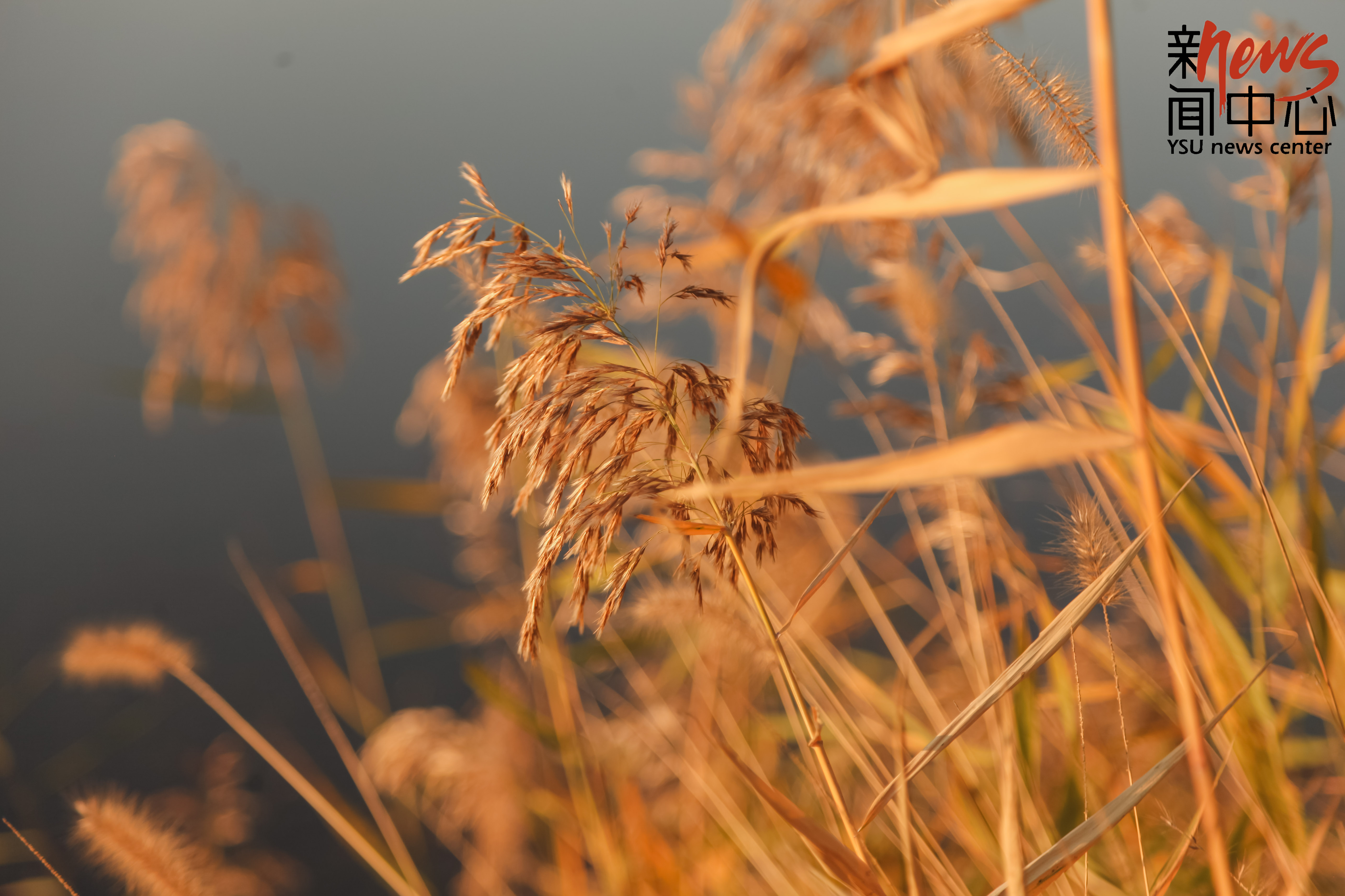 燕园秋日里那倾入人心的一抹彩虹(组图)