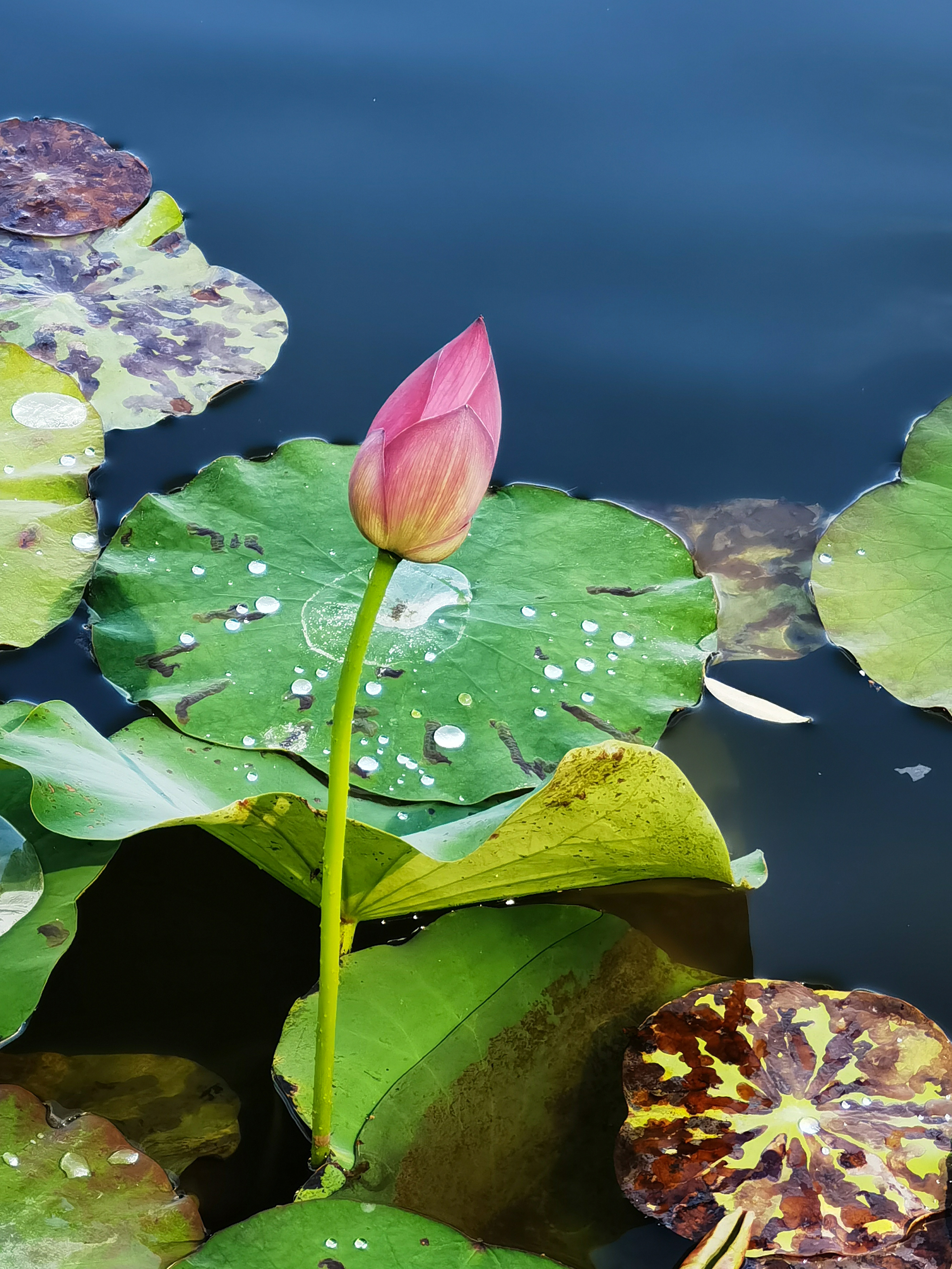 一霎荷塘过雨,明朝便是秋声.