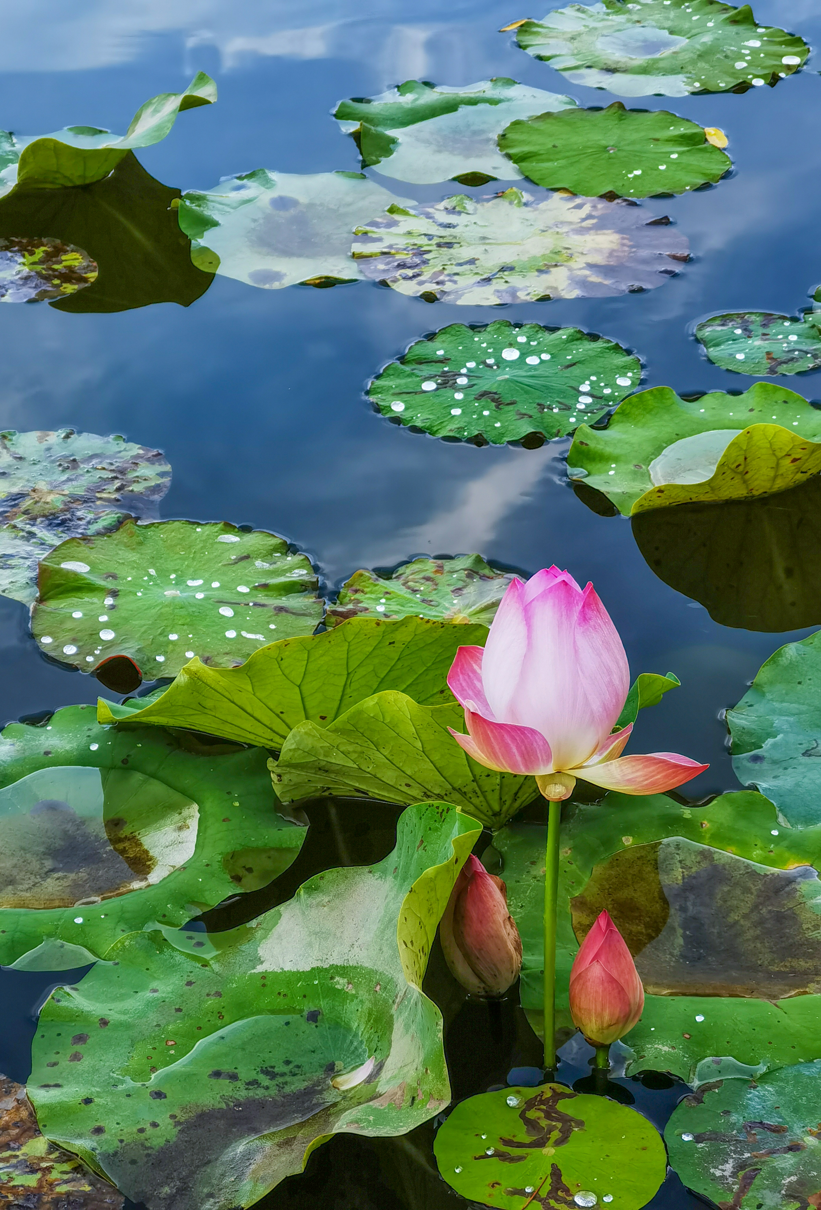 (蔡巧怡摄) 山有扶苏,隰有荷华, 湖中静水流深,水上缀以繁花, 堤岸间